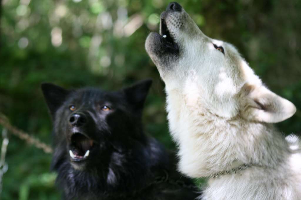 Hurlement des loups